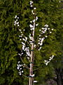 Abeliophyllum distichum IMG_5262 Abeliofylum koreańskie